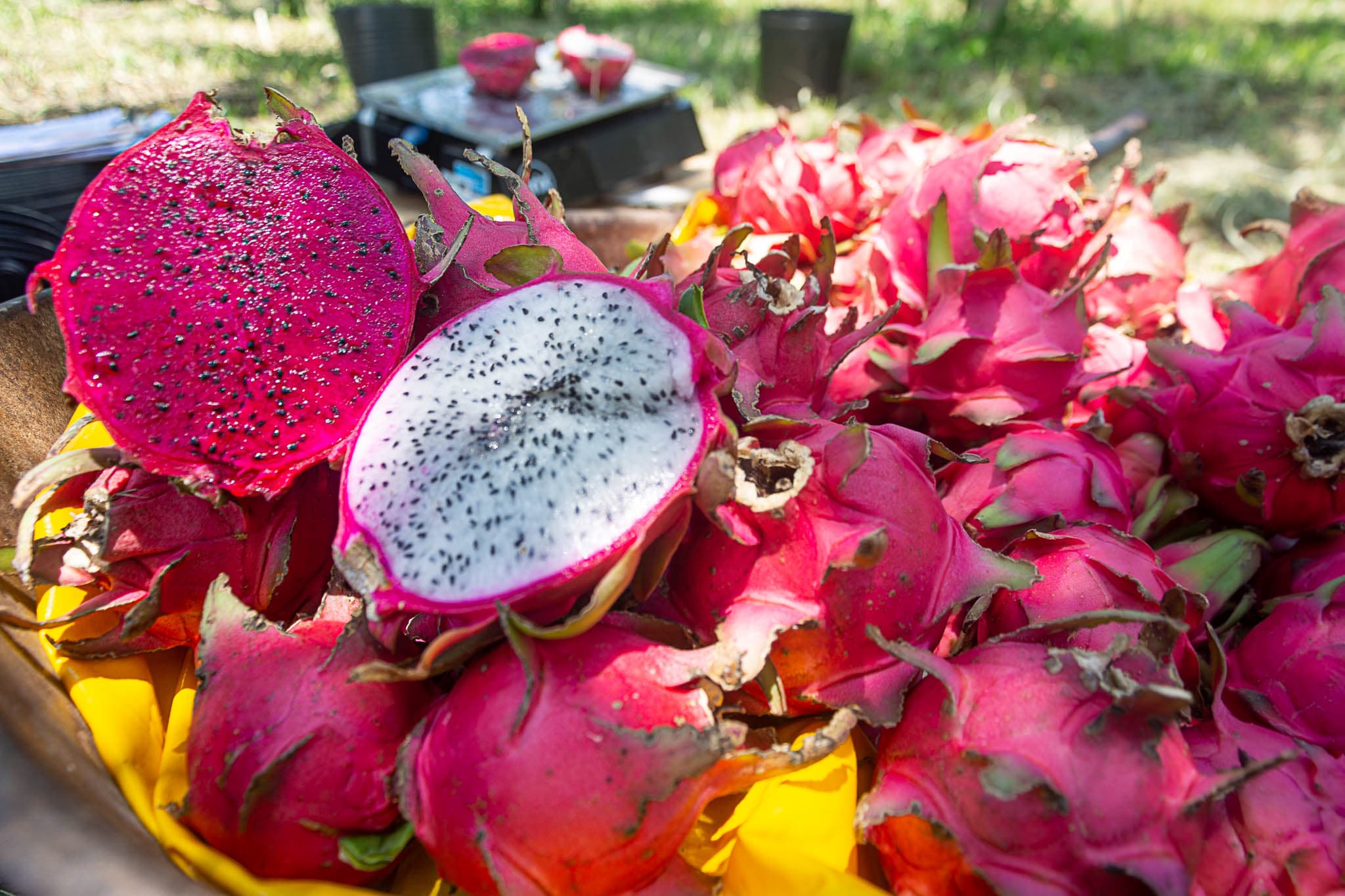 Fazenda Produtora de Pitaya e Morango