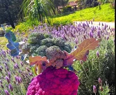 Agrofloresta Monalisa — foto 1