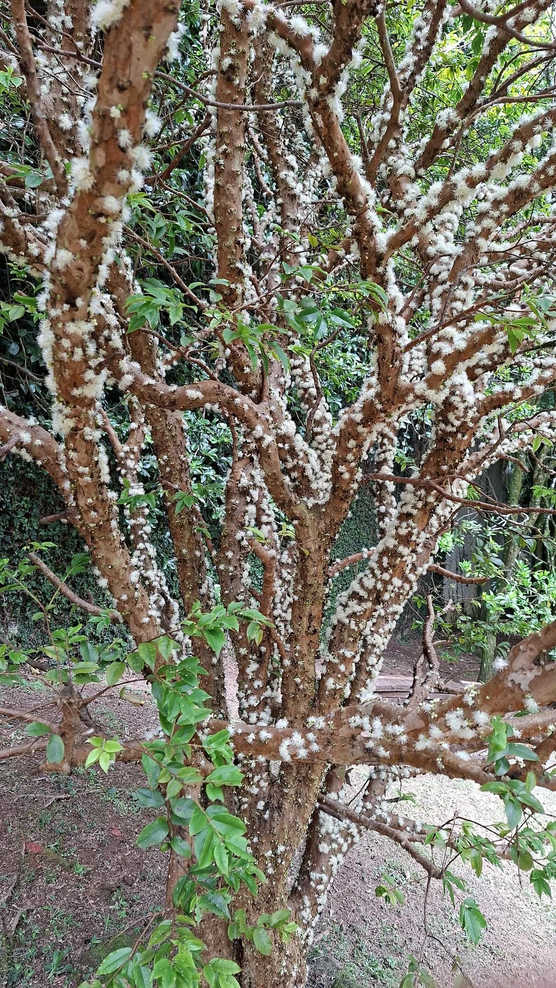 Chalé Serra Cantareira — foto 11