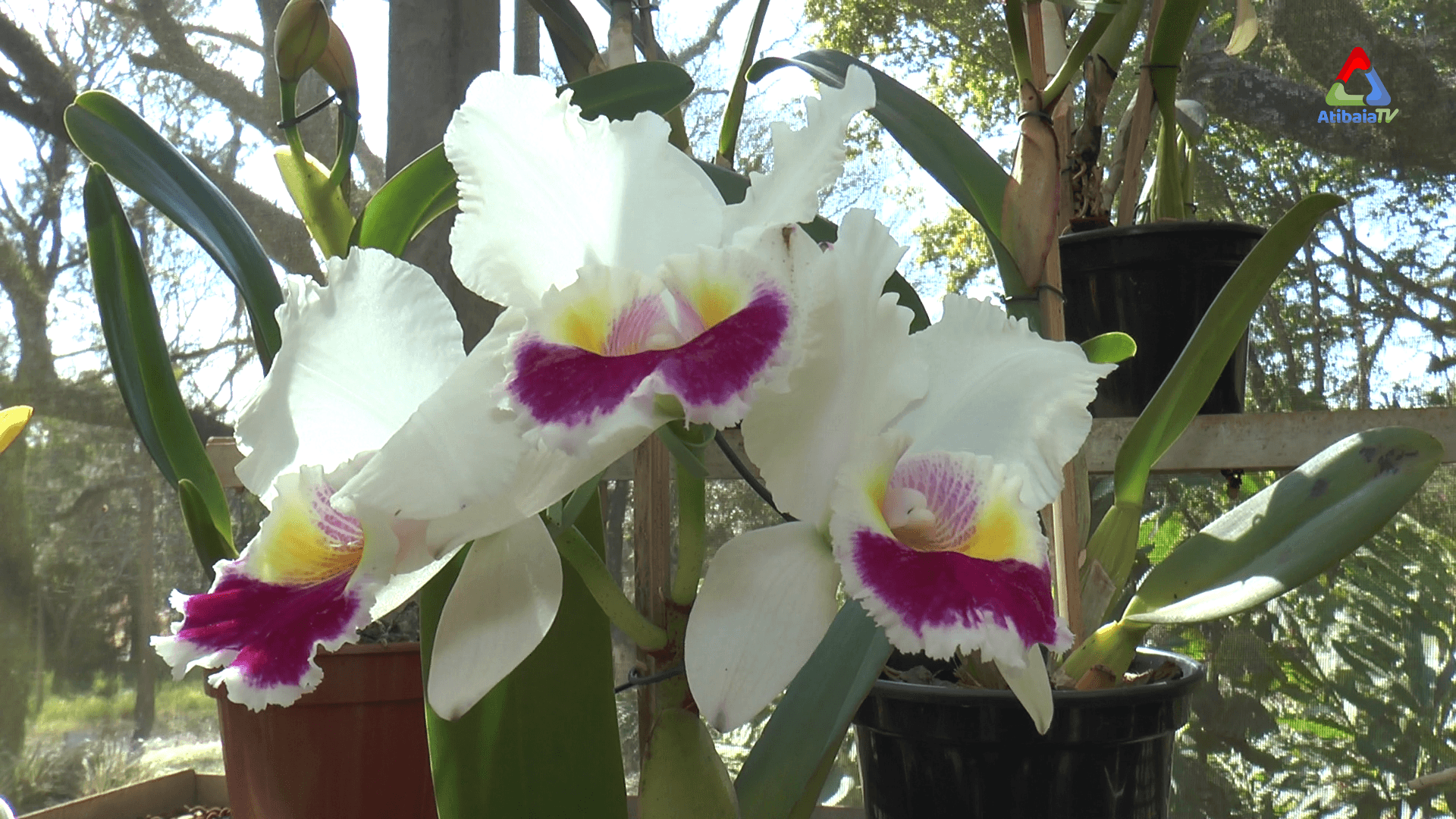 Orquidário Takebayashi