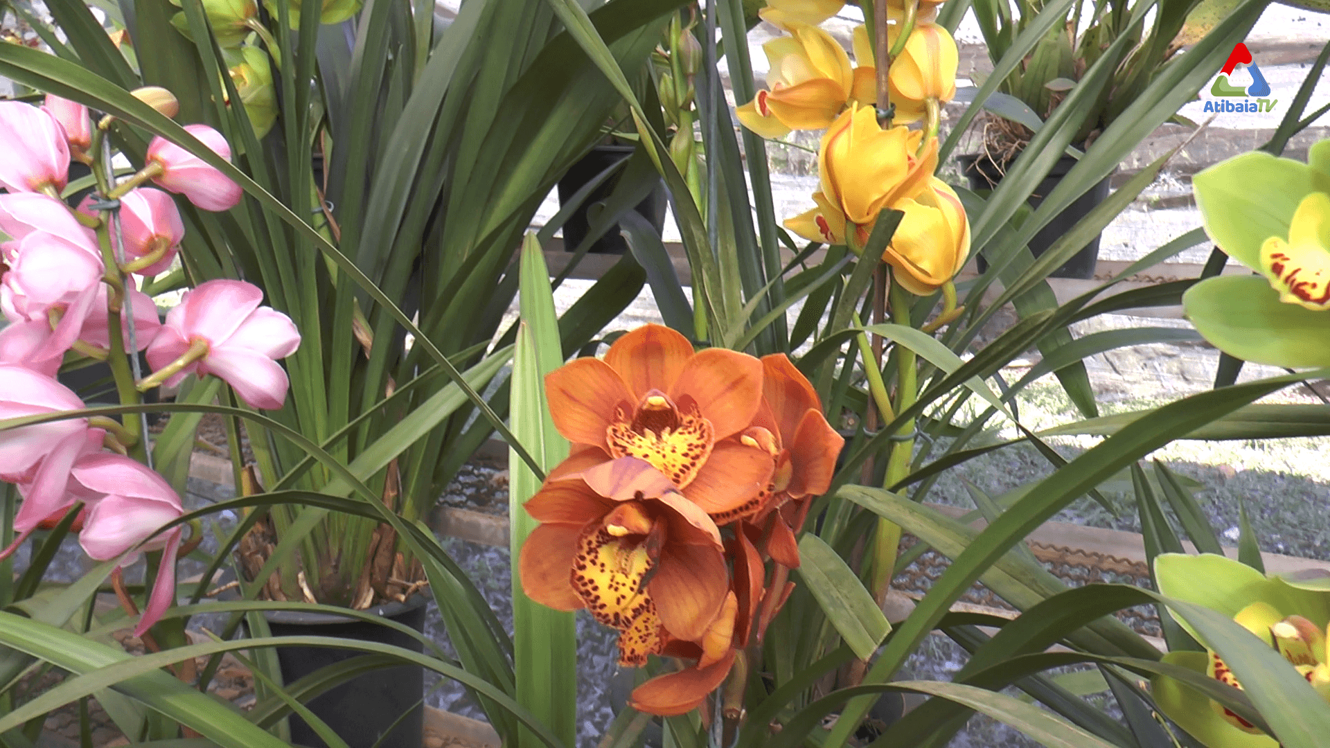 Orquidário Takebayashi — foto 3