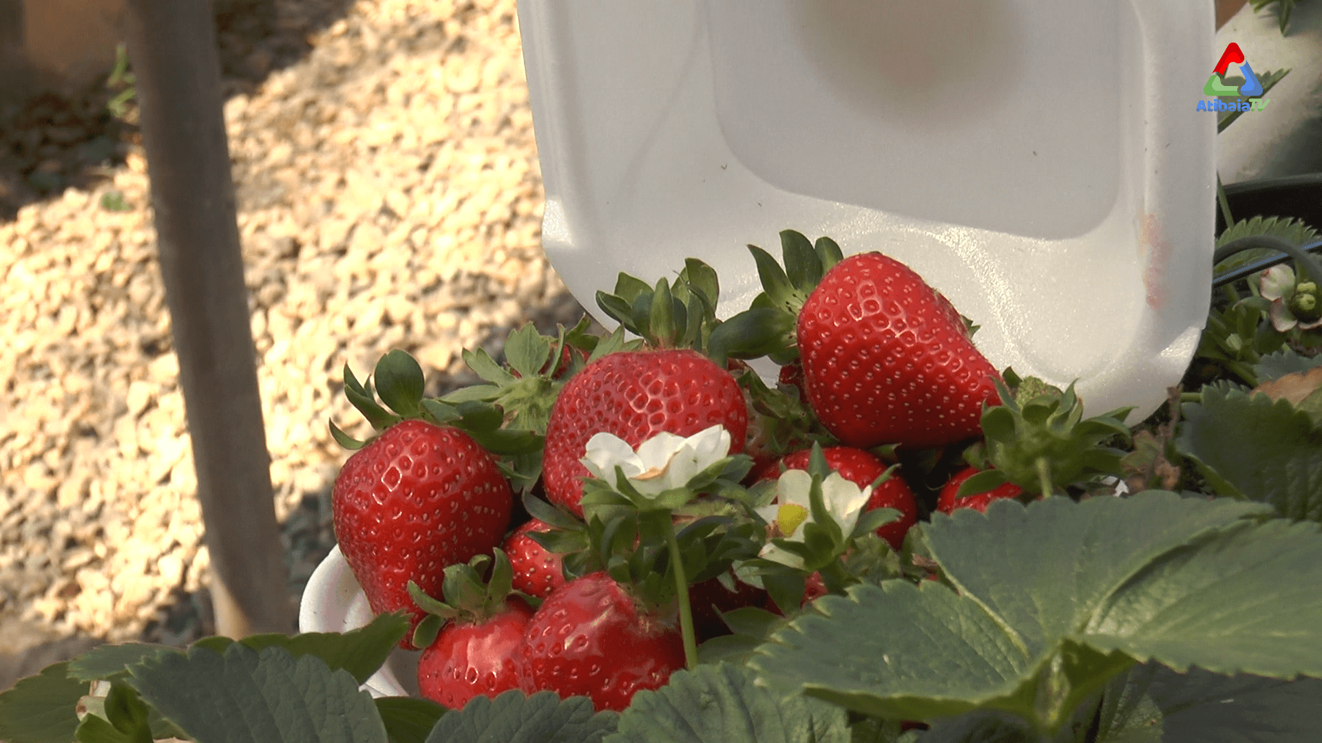 Orquidário Takebayashi — foto 4