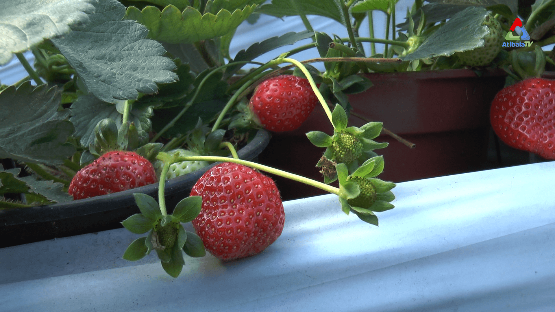 Orquidário Takebayashi — foto 5