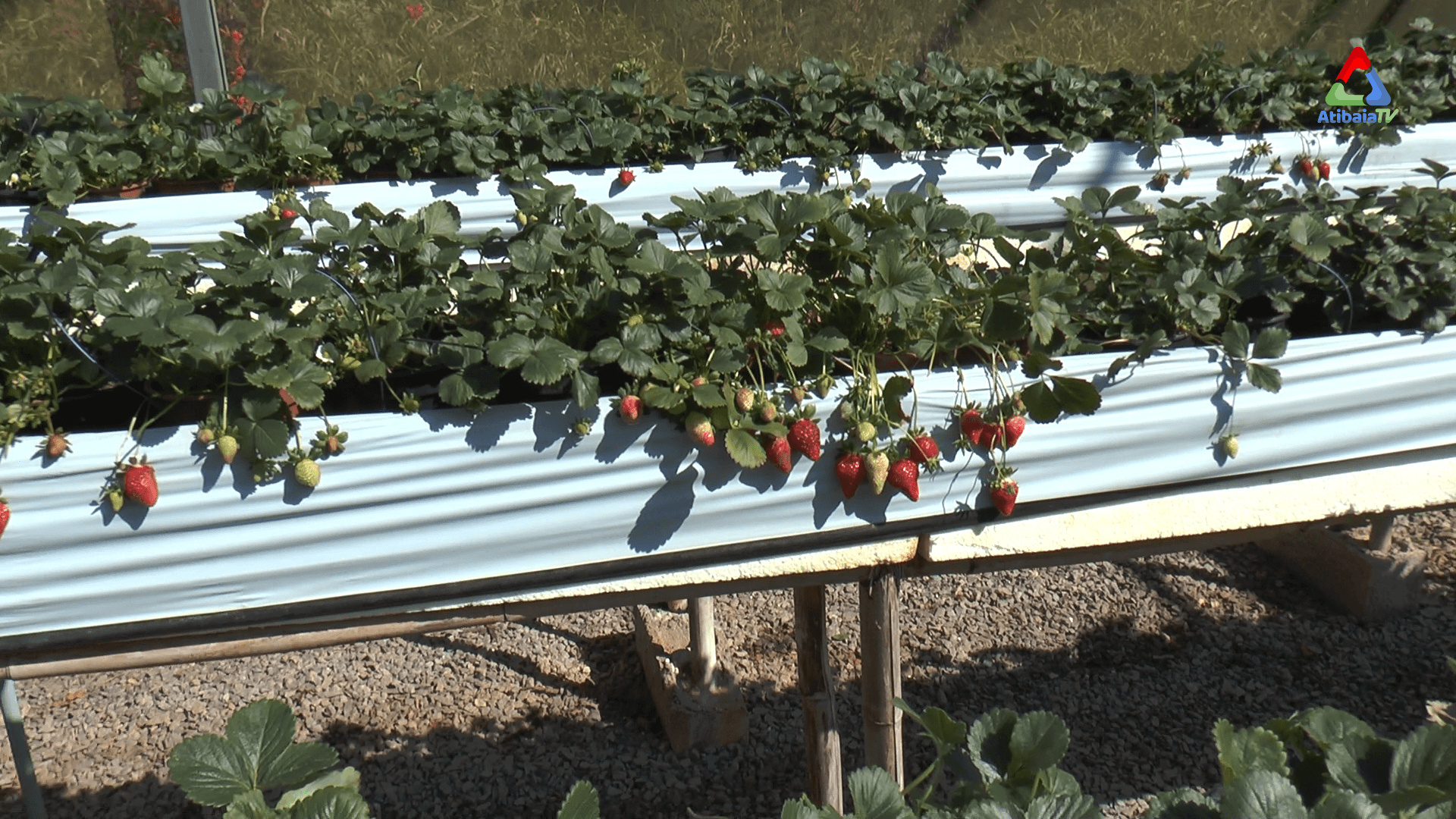 Orquidário Takebayashi — foto 6