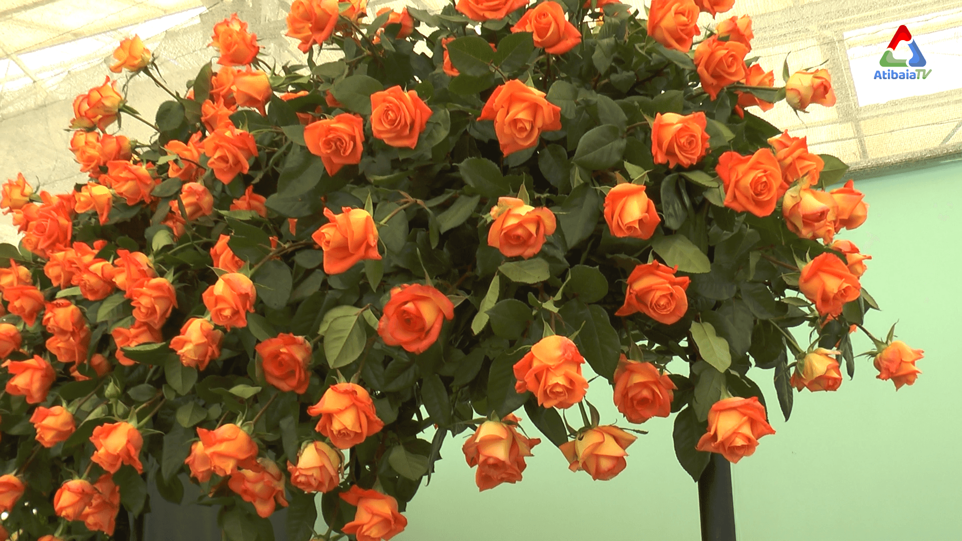 Festa das Flores e dos Morangos — foto 3