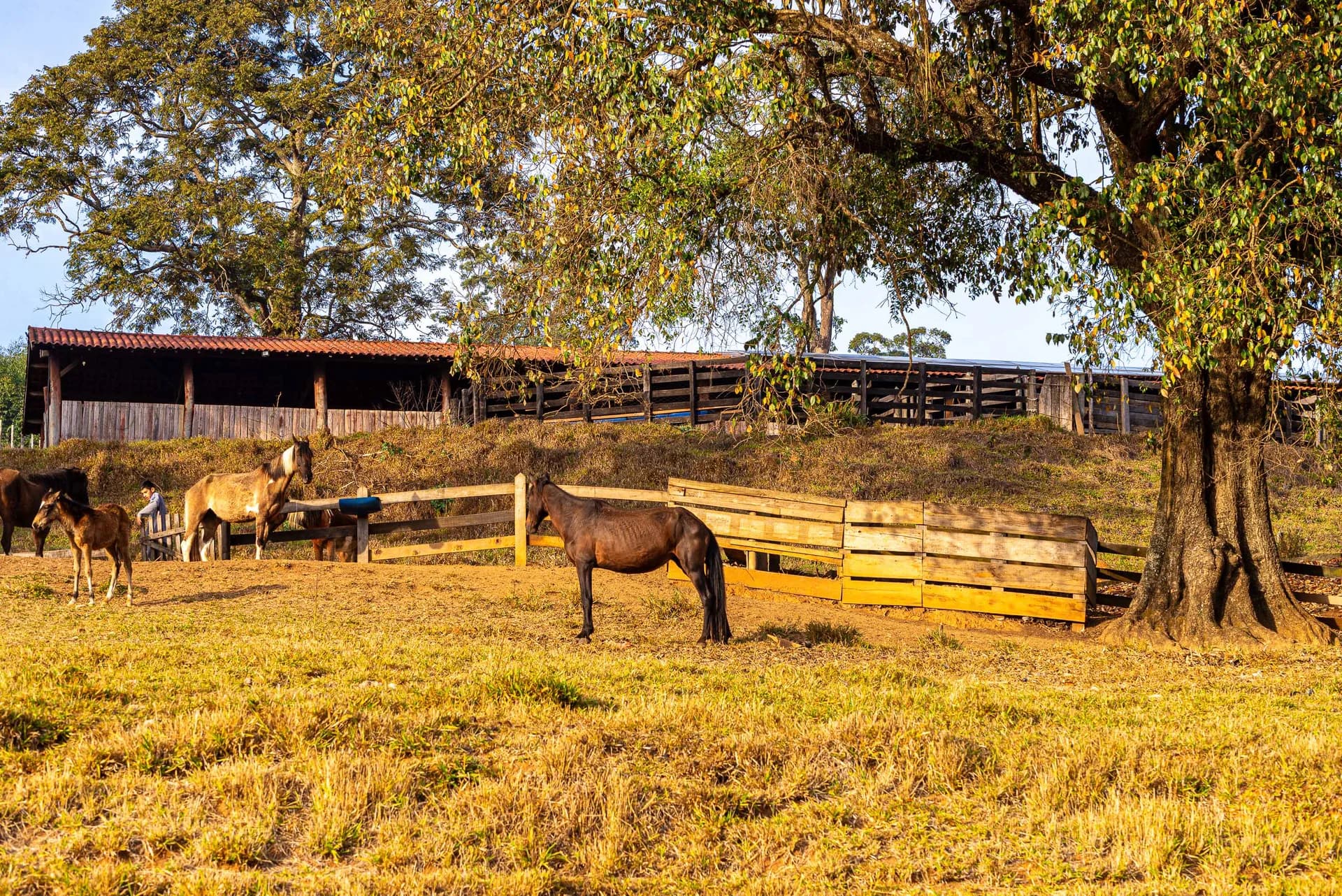 Fazenda Realeza — foto 3